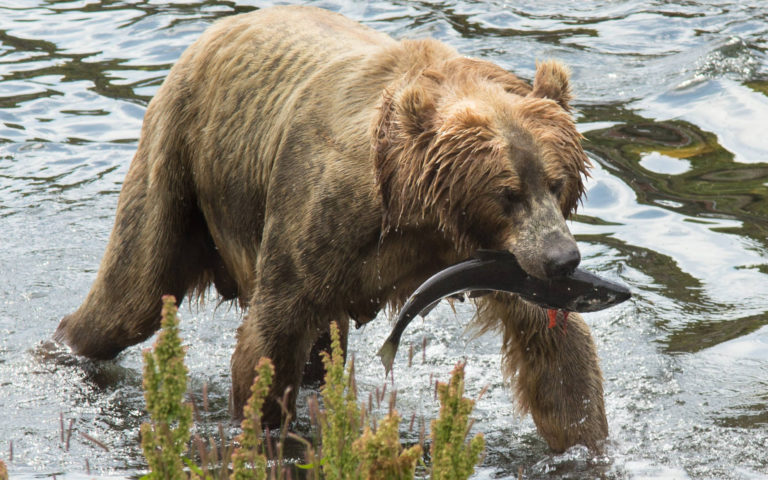 Letter to the Editor: The Western Grizzly Hunts Are Critical to Conservation