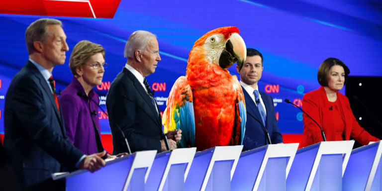 Parrot that says “Tax the Rich” Surges to Lead in Democrat Primary!